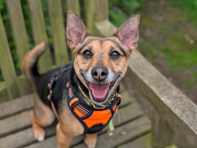 Roxy | Terrier (Jack Russell) Cross | Basildon (Essex) - 5