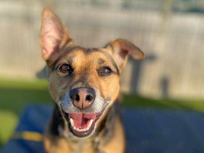 Roxy | Terrier (Jack Russell) Cross | Basildon (Essex) - 3