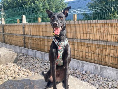 Dogs sales trust lurcher