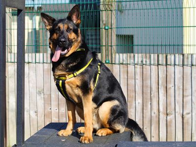 Tripp | German Shepherd Dog | Manchester - 2