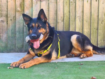 Tripp | German Shepherd Dog | Manchester - 5