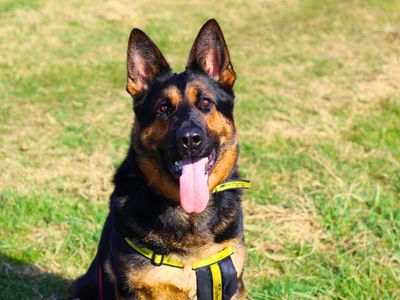 Tripp | German Shepherd Dog | Manchester - 4