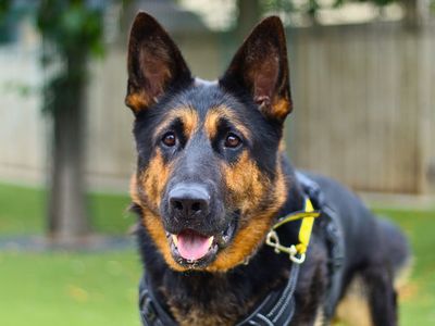 Tripp | German Shepherd Dog | Manchester - 4