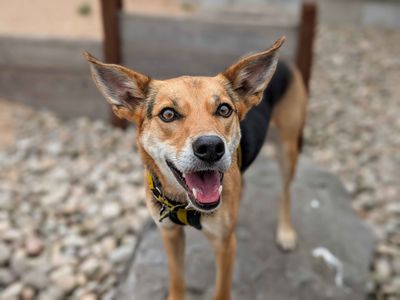 Mabel | Collie (Border) Cross | Cardiff - 3