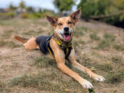 Mabel | Collie (Border) Cross | Cardiff - 5
