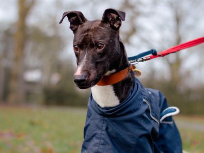 Conrad | Lurcher | Kenilworth (West Midlands) - 3