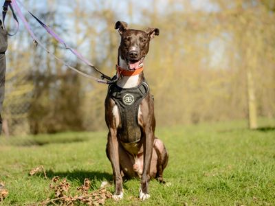 Conrad | Lurcher | Kenilworth (West Midlands) - 5