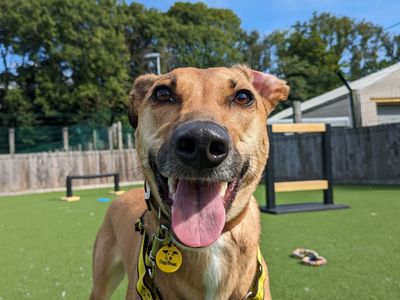 Bree | Lurcher | Glasgow - 4