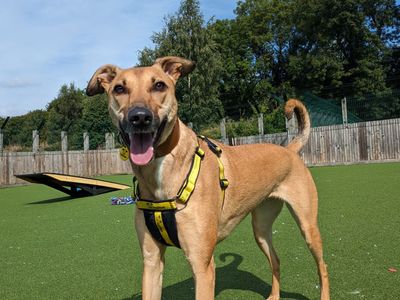 Bree | Lurcher | Glasgow - 2