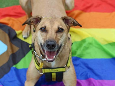 Bree | Lurcher | Glasgow - 4