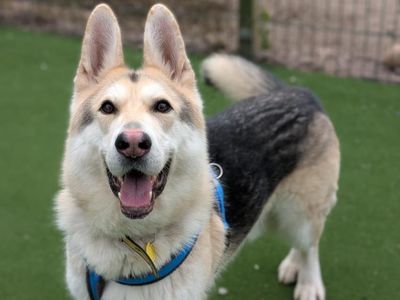 Buck | German Shepherd Dog | Shrewsbury (Shropshire) - 5
