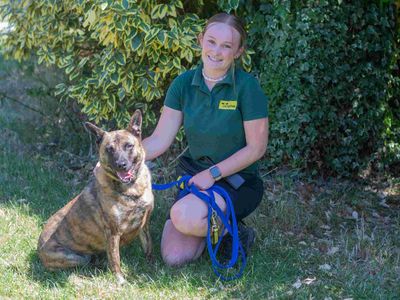 Lady Ruby Waggington | Dutch Shepherd Cross | Loughborough - 5