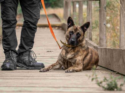 Lady Ruby Waggington, a 5 years old female Dutch Shepherd available for adoption from Dogs Trust in Leicestershire