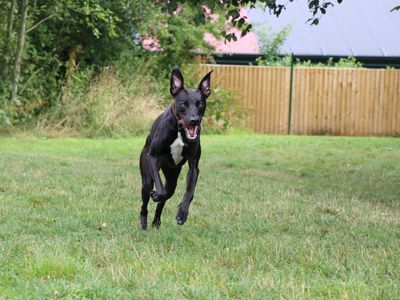Bailey | Lurcher Cross | Darlington - 2