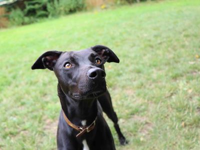 Bailey | Lurcher Cross | Darlington - 4