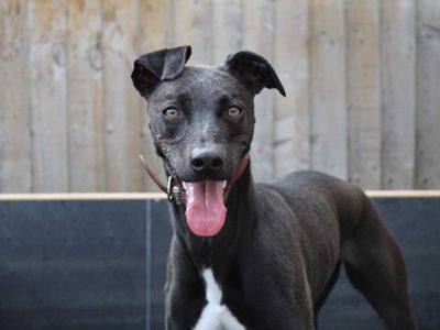 Bailey | Lurcher Cross | Darlington - 4