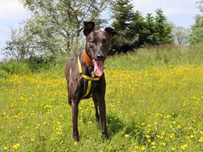 Bailey | Lurcher Cross | Darlington - 2