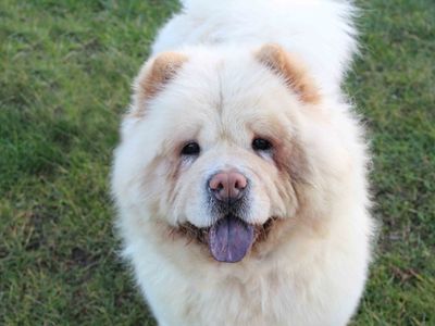 chow chow canterbury