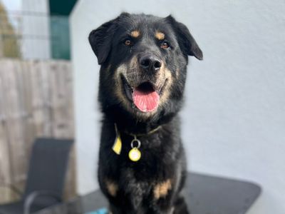 Shakira | Crossbreed | Kenilworth (West Midlands) - 3