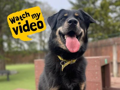 Shakira | Crossbreed | Kenilworth (West Midlands) - 3