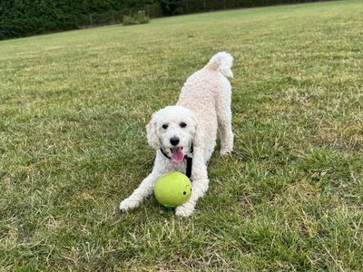 Harry | Poodle (Miniature) Cross | Snetterton (Norfolk) - 2