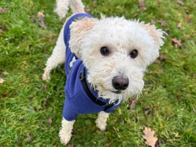 Harry | Poodle (Miniature) Cross | Snetterton (Norfolk) - 4