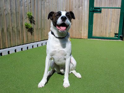 Bruno | Crossbreed | Darlington - 3