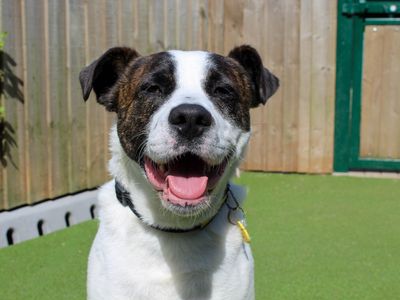 Bruno — Mixed Breed