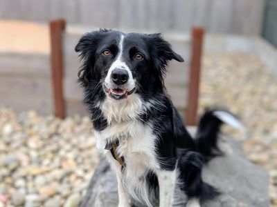 Flissie | Collie (Border) | Cardiff - 5