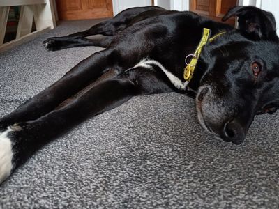 Dog Rehoming, Rescue & Adoption Cumbria | Dogs Trust