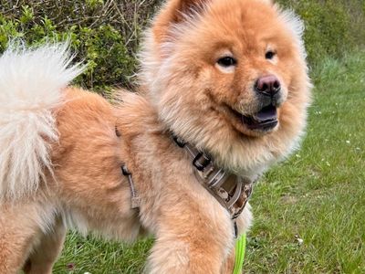 Cali | Chow Chow | Salisbury (Wiltshire) - 3