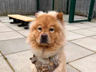 Cali | Chow Chow | Salisbury (Wiltshire) - 5