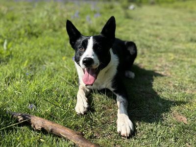 Badger | Collie (Border) Cross | Shoreham (Sussex) - 3
