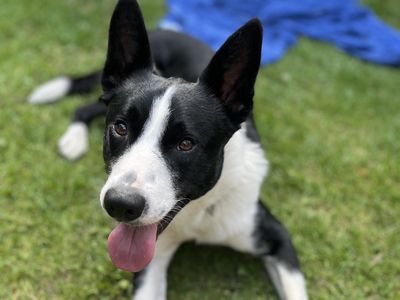 Badger | Collie (Border) Cross | Shoreham (Sussex) - 5