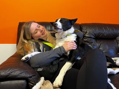 Badger | Collie (Border) Cross | Shoreham (Sussex) - 5