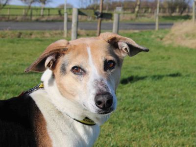 Bagel | Crossbreed | Darlington - 4