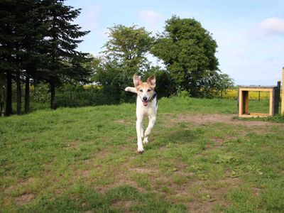 Bagel | Crossbreed | Darlington - 2