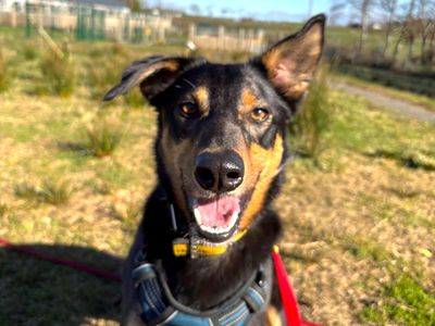 Olly | Collie (Border) Cross | Ballymena (Northern Ireland) - 5
