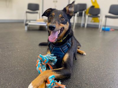 Olly | Collie (Border) Cross | Ballymena (Northern Ireland) - 3