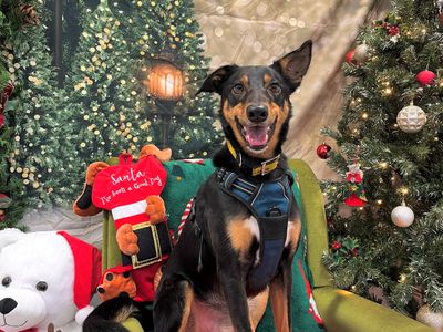 Olly | Collie (Border) Cross | Ballymena (Northern Ireland) - 5