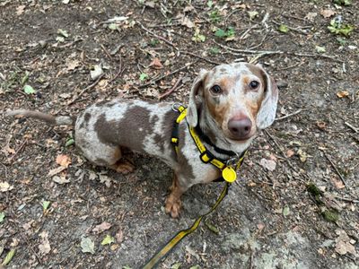 Murphy | Dachshund (Smooth Haired) | Canterbury - 3