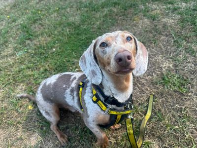 Murphy | Dachshund (Smooth Haired) | Canterbury - 5