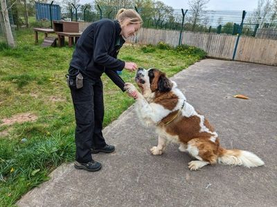 Harold | St Bernard Cross | Shrewsbury (Shropshire) - 3