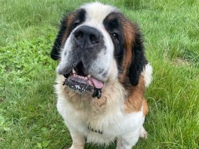 Harold | St Bernard Cross | Shrewsbury (Shropshire) - 5