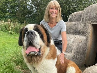 Harold | St Bernard | Shrewsbury (Shropshire)