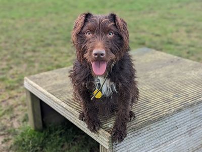 Moby | Terrier (Patterdale) Cross | Evesham (Worcestershire) - 3