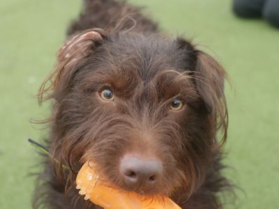 Moby | Terrier (Patterdale) Cross | Evesham (Worcestershire) - 5