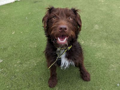 Moby | Terrier (Patterdale) Cross | Salisbury (Wiltshire) - 3