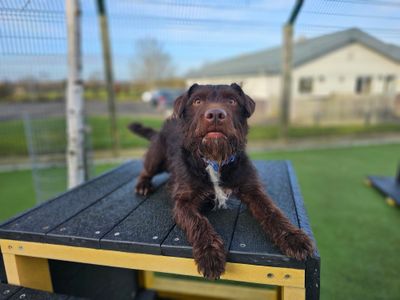 Moby | Terrier (Patterdale) Cross | Evesham (Worcestershire) - 5