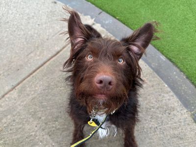 Moby | Terrier (Patterdale) Cross | Salisbury (Wiltshire) - 5